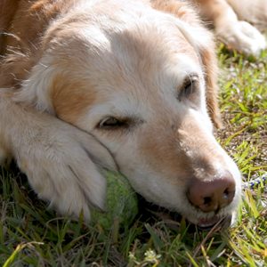 Revolutionary Breakthrough in Scientific World: Vaccine for Dog Cancer Unveiled, Says Scientist