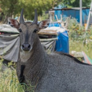 Lockdowns Didn’t Heal Nature as Expected, Reveals New Study