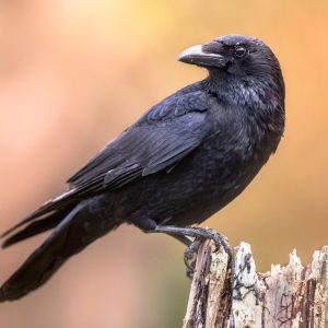 CrowTok: Revolutionizing Human-Crow Relationships for a Harmonious Coexistence