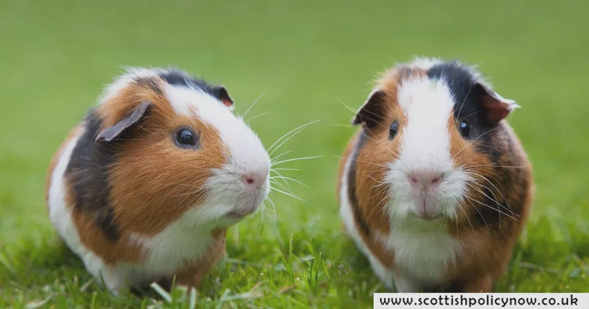 Three Starved Guinea Pigs Found Dead in a Tesco Bag Abandoned on Scottish Roadway